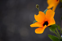 schwarzäugige Susanne, Thunbergia alata von Denise Urban