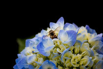Biene in einer Hortensie von Denise Urban