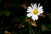 Gänseblümchen, Bellis perennis von Denise Urban