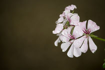 Geranie mit Wassertropfen, Pelargonien von Denise Urban