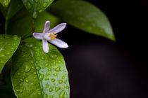 Limettenblüte von Denise Urban