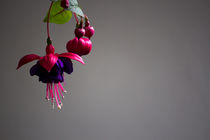 Fuchsie by Denise Urban