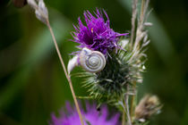 Distel mit Schnecke by Denise Urban