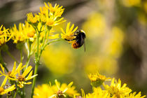 Biene in der Natur by Denise Urban