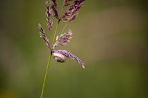 Schnecke in der Natur 2 von Denise Urban