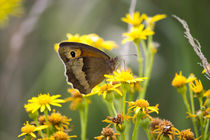 Schmetterling in der Natur von Denise Urban