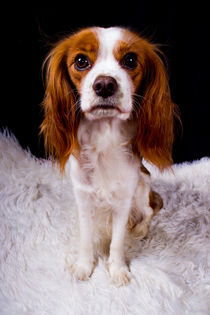 Cavalier King Charles Spaniel 2, blenheim von Denise Urban