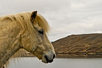 Pining by Stefan Antoni - StefAntoni.nl