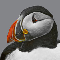 Puffin III von Stefan Antoni - StefAntoni.nl