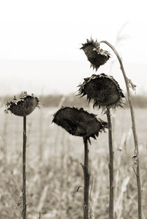 Sunflowers by jaybe