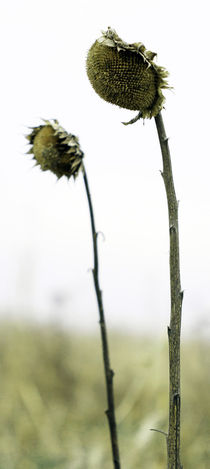 sunflower von jaybe