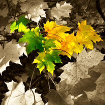 Sycamore Leaves von David Tinsley