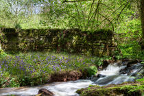 Bluebells By The Stream von David Tinsley