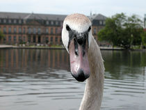 Mein lieber Schwan von Yven Dienst