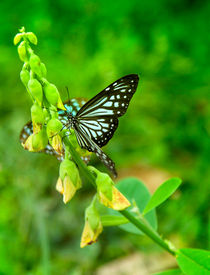 Schmetterling im Grünen by Gina Koch