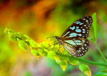 Tropischer Schmetterling im Grünen by Gina Koch