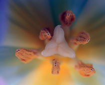 Tulpe von jaybe