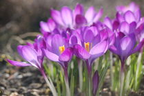 blaue Krokusse von Bettina Schnittert