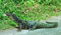 Großer Waran auf Sri Lanka by Gina Koch