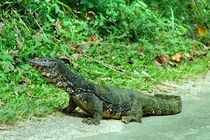 Großer Waran auf Sri Lanka by Gina Koch