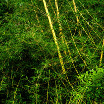Wilder Bambus von Gina Koch