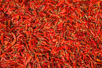 Rote Chilli Schoten von Gina Koch