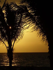Sunrise Palms, Mexico von Tricia Rabanal