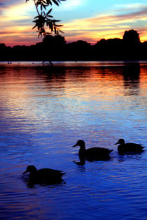 Sonnenuntergang mit Enten von aidao