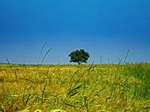 Summertree von aidao