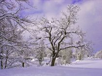 Winterbaum by aidao