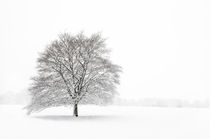 Tree in Snow