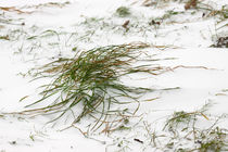 Gras im Schnee - Grass in snow von ropo13