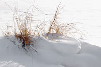 Gras im Schnee - Grass in snow von ropo13