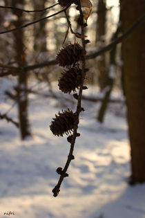 The frozen melting by Nicole Frischlich