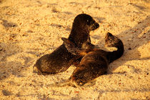 Galapagos Baby Sea Lions, playing von Stefan Hafner