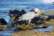 Great blue heron, fishing von Stefan Hafner