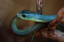 Boomslang,  Tanzania, West Africa  by Aidan Moran