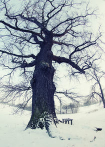 Baum von Falko Follert