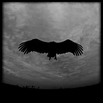 Griffon vulture by Stefan Antoni - StefAntoni.nl