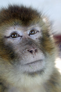 portrait of a monkey von Martyn Bennett