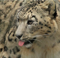 snow leopard by Martyn Bennett