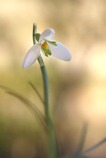 Springmessenger von Annie Snel - van der Klok