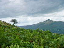 Sugar Loaf, Abergavenny  von Hazel Powell