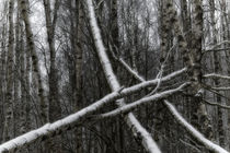 Winter forest von Mikael Svensson