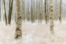 Dreamy forest von Mikael Svensson