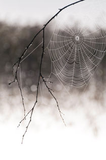 Spider web von Mikael Svensson