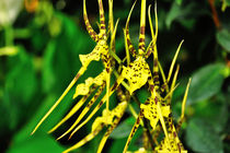 Orchidee Brassia von Jürgen Feuerer