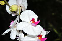 Orchidee Phalaenopsis von Jürgen Feuerer