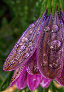 Macro Raindrops. by rosanna zavanaiu