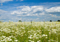 Beautiful flower weadow